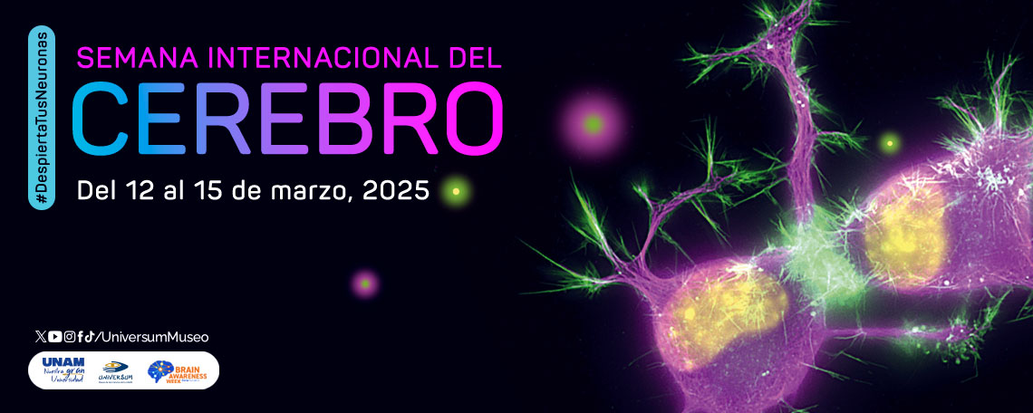 Semana Internacional del Cerebro 2025